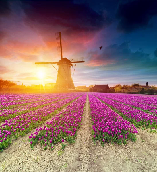 Paisaje con tulipanes, molinos de viento holandeses tradicionales y casas cerca del canal en Zaanse Schans, Países Bajos, Europa —  Fotos de Stock