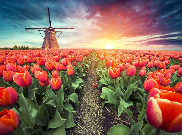 Krajina s tulipány, tradiční holandské větrné mlýny a domy v blízkosti kanálu v Zaanse Schans, Nizozemsko, Evropa — Stock fotografie