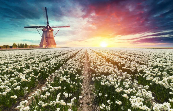 Landscape with tulips, traditional dutch windmills and houses near the canal in Zaanse Schans, Netherlands, Europe — Stock Photo, Image