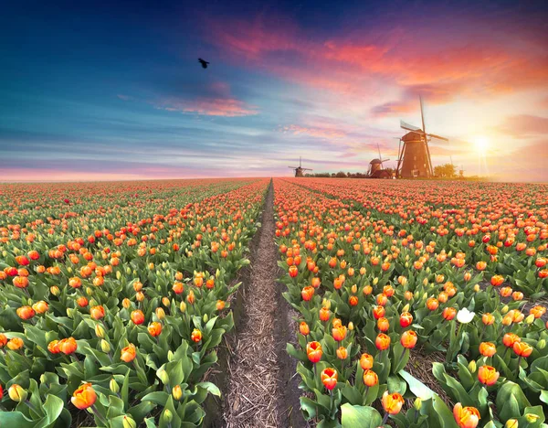 Paysage avec tulipes, moulins à vent hollandais traditionnels et maisons près du canal à Zaanse Schans, Pays-Bas, Europe — Photo