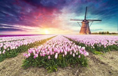 Laleli manzara, geleneksel yel değirmenleri ve Zaanse Schans, Hollanda, Avrupa 'daki kanal yakınlarındaki evler