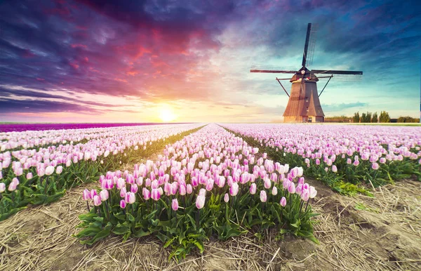 Tájkép tulipánnal, hagyományos holland szélmalmok és házak a csatorna közelében Zaanse Schans, Hollandia, Európa — Stock Fotó