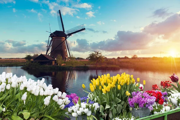 Laleli manzara, geleneksel yel değirmenleri ve Zaanse Schans, Hollanda, Avrupa 'daki kanal yakınlarındaki evler.