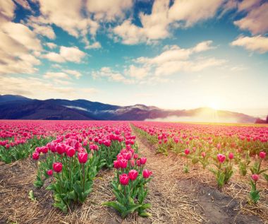 Laleli manzara, geleneksel yel değirmenleri ve Zaanse Schans, Hollanda, Avrupa 'daki kanal yakınlarındaki evler