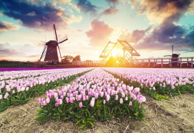 Laleli manzara, geleneksel yel değirmenleri ve Zaanse Schans, Hollanda, Avrupa 'daki kanal yakınlarındaki evler