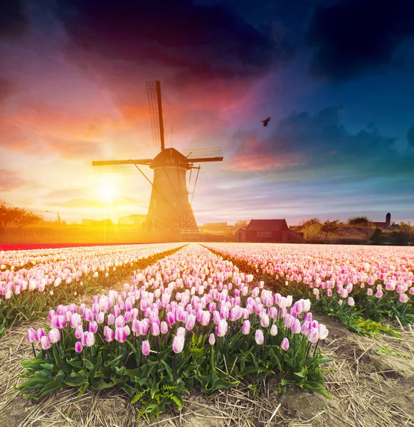 Laleli manzara, geleneksel yel değirmenleri ve Zaanse Schans, Hollanda, Avrupa 'daki kanal yakınlarındaki evler