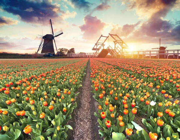 Landscape with tulips, traditional dutch windmills and houses near the canal in Zaanse Schans, Netherlands, Europe — Stock Photo, Image