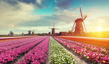 Laleli manzara, geleneksel yel değirmenleri ve Zaanse Schans, Hollanda, Avrupa 'daki kanal yakınlarındaki evler