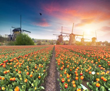 Laleli manzara, geleneksel yel değirmenleri ve Zaanse Schans, Hollanda, Avrupa 'daki kanal yakınlarındaki evler