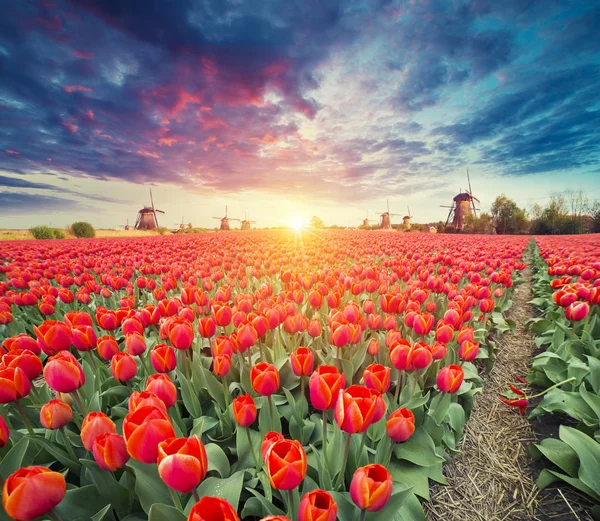 Paisaje con tulipanes, molinos de viento holandeses tradicionales y casas cerca del canal en Zaanse Schans, Países Bajos, Europa — Foto de Stock