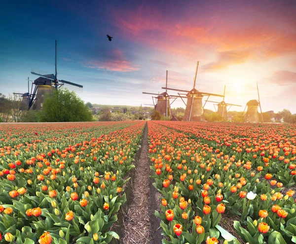 Paisaje con tulipanes, molinos de viento holandeses tradicionales y casas cerca del canal en Zaanse Schans, Países Bajos, Europa — Foto de Stock