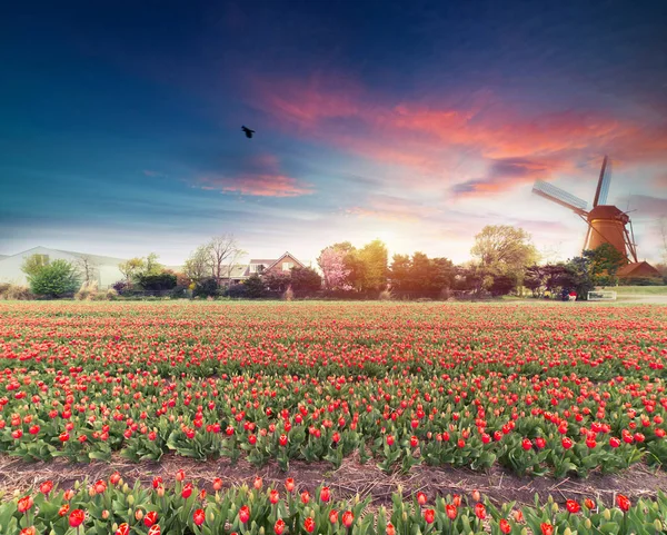 Landscape with tulips, traditional dutch windmills and houses near the canal in Zaanse Schans, Netherlands, Europe — Stock Photo, Image
