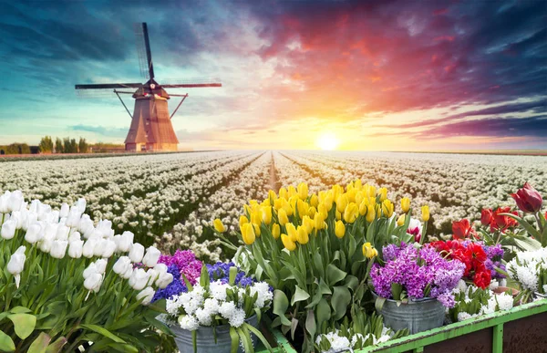 Paisaje con tulipanes, molinos de viento holandeses tradicionales y casas cerca del canal en Zaanse Schans, Países Bajos, Europa. —  Fotos de Stock