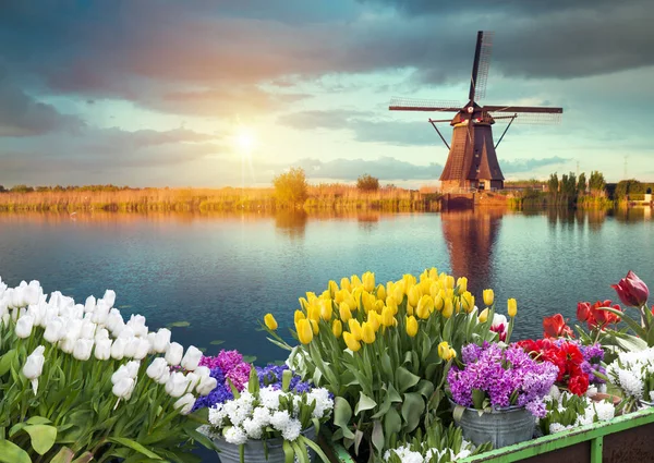 Laleli manzara, geleneksel yel değirmenleri ve Zaanse Schans, Hollanda, Avrupa 'daki kanal yakınlarındaki evler.