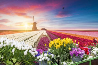 Laleli manzara, geleneksel yel değirmenleri ve Zaanse Schans, Hollanda, Avrupa 'daki kanal yakınlarındaki evler.