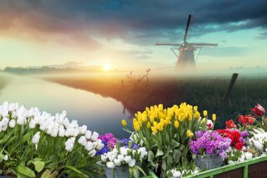 Laleli manzara, geleneksel yel değirmenleri ve Zaanse Schans, Hollanda, Avrupa 'daki kanal yakınlarındaki evler.