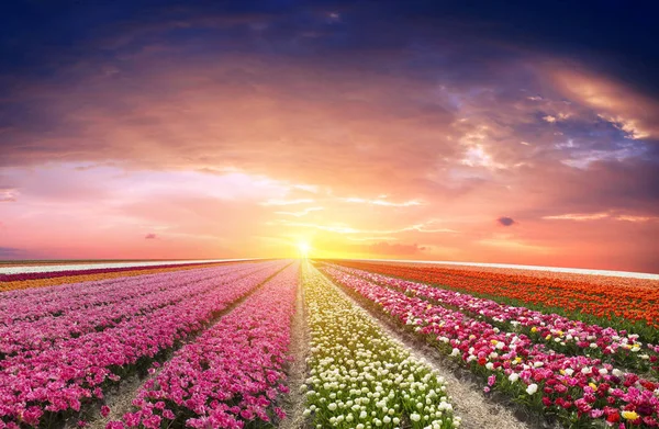 Laleli manzara, geleneksel yel değirmenleri ve Zaanse Schans, Hollanda, Avrupa 'daki kanal yakınlarındaki evler