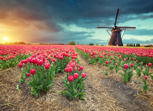 Lale çiçek ve yel değirmeni, geleneksel Hollanda manzara güzel alanın üzerinde görkemli şafak.