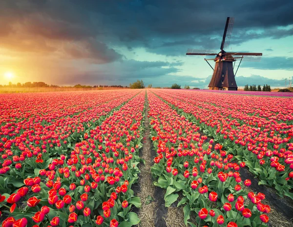 チューリップの花と風車、伝統的なオランダの風景の美しいフィールドの上壮大な夜明け. — ストック写真