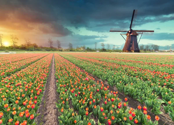 Majestätische Morgendämmerung über wunderschönem Tulpenfeld und Windmühle, traditionelle holländische Landschaft. — Stockfoto
