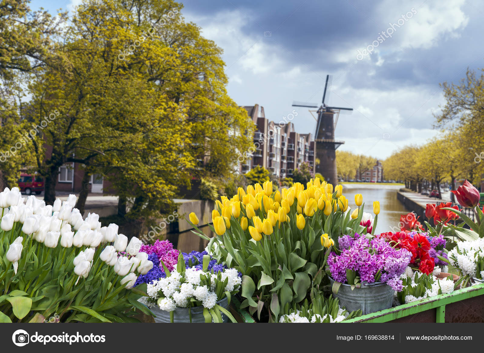 Traditional Netherlands Holland dutch scenery with one typical windmill