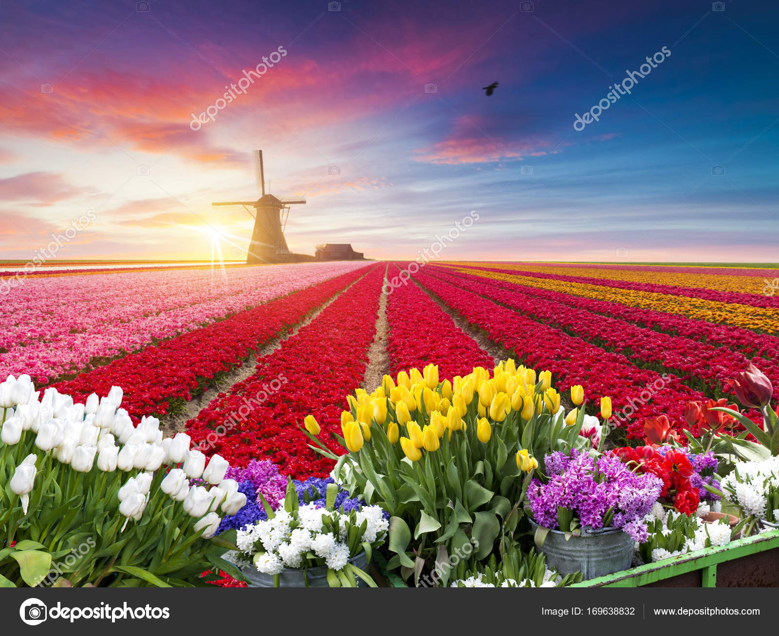 Holanda Holanda paisaje holandés tradicional con un molino de viento ...