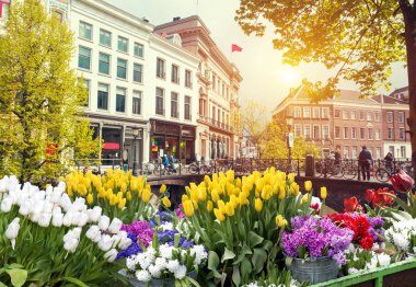 Hollanda 'nın geleneksel yel değirmeni ve laleleri ile Hollanda manzarası
