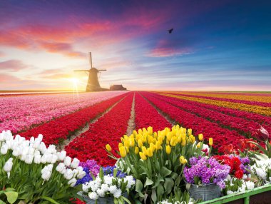 Hollanda 'nın geleneksel yel değirmeni ve laleleri ile Hollanda manzarası