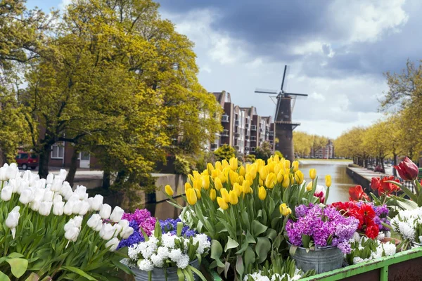 Hollanda 'nın geleneksel yel değirmeni ve laleleri ile Hollanda manzarası