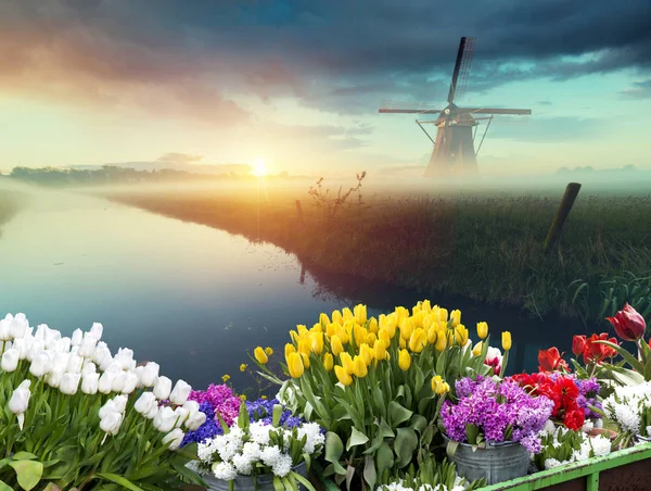 Hollanda 'nın geleneksel yel değirmeni ve laleleri ile Hollanda manzarası