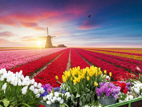 オランダの伝統的なオランダの風景典型的な風車とチューリップ、オランダの田舎 — ストック写真