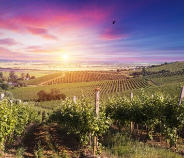 Tuscany, İtalya 'da üzüm bağında kırmızı şarap