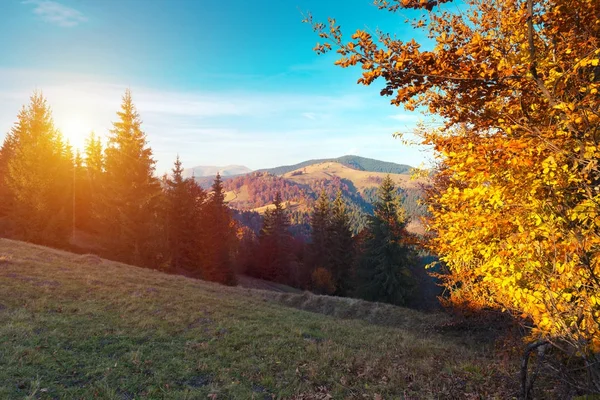 Kolorowy krajobraz jesień w górskiej miejscowości. mglisty poranek w Karpatach. Europa grzbiet, Ukraina, sokilsky. — Zdjęcie stockowe