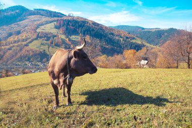 inek duran İsviçre dağ arazide ateş kapatın