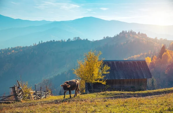 Szoros lő a tehén állt a hegyi legelőkön, Svájc — Stock Fotó