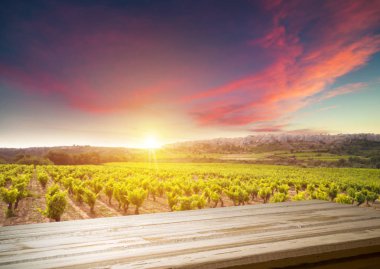 Tuscany, İtalya 'da üzüm bağında kırmızı şarap