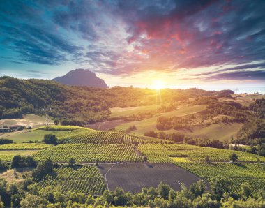 Tuscany, İtalya 'da üzüm bağında kırmızı şarap