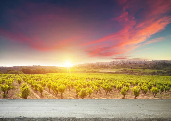 Vino tinto con barril en viñedo verde Toscana, Italia — Foto de Stock