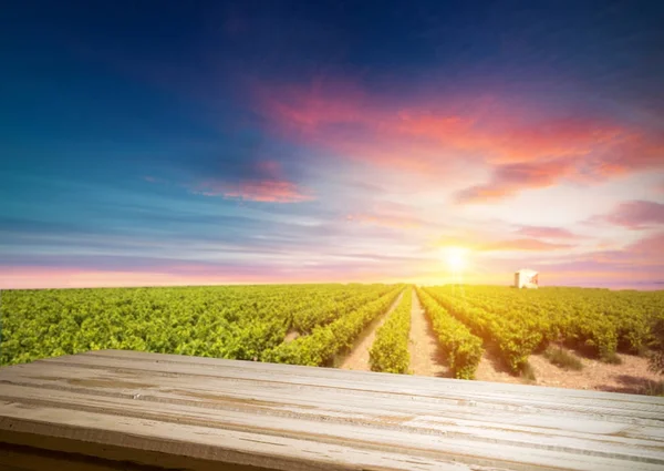 Red wine with barrel on vineyard in green Tuscany, Italy — Stock Photo, Image