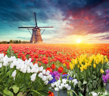 Hollanda 'nın geleneksel yel değirmeni ve laleleri ile Hollanda manzarası