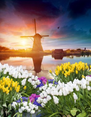 Hollanda 'nın geleneksel yel değirmeni ve laleleri ile Hollanda manzarası