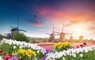 Hollanda 'nın geleneksel yel değirmeni ve laleleri ile Hollanda manzarası