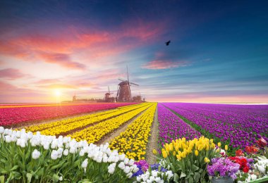 Hollanda 'nın geleneksel yel değirmeni ve laleleri ile Hollanda manzarası