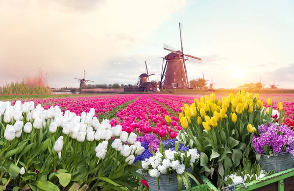 Holanda Holanda paisaje holandés tradicional con un molino de viento típico y tulipanes, Paisaje holandés — Foto de Stock