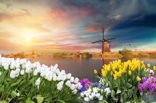 Traditionelle Niederlande Holland Niederländische Landschaft mit einer typischen Windmühle und Tulpen, niederländische Landschaft — Stockfoto