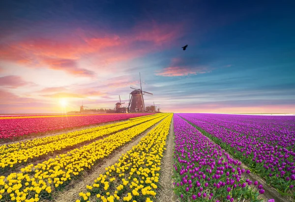 Holanda tradicional Paisagem holandesa com um moinho de vento típico e tulipas, Holanda campo — Fotografia de Stock