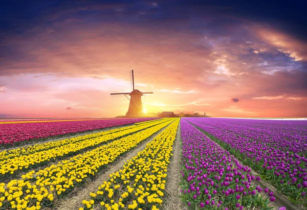 Holanda tradicional Paisagem holandesa com um moinho de vento típico e tulipas, Holanda campo — Fotografia de Stock