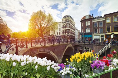 Hollanda, Amsterdam 'ın banliyölerinde eşsiz, eski, otantik, gerçek çalışan yel değirmenleri..