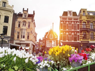 Hollanda, Amsterdam 'ın banliyölerinde eşsiz, eski, otantik, gerçek çalışan yel değirmenleri..