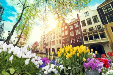 Laleli manzara, geleneksel yel değirmenleri ve Zaanse Schans, Hollanda, Avrupa 'daki kanal yakınlarındaki evler